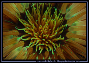 Design in Lembeh Strait... :O)... by Michel Lonfat 